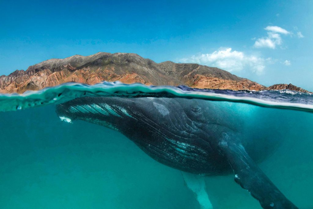 Arabian Sea humpback whale