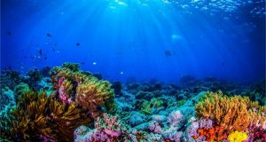 Ocean biodiversity