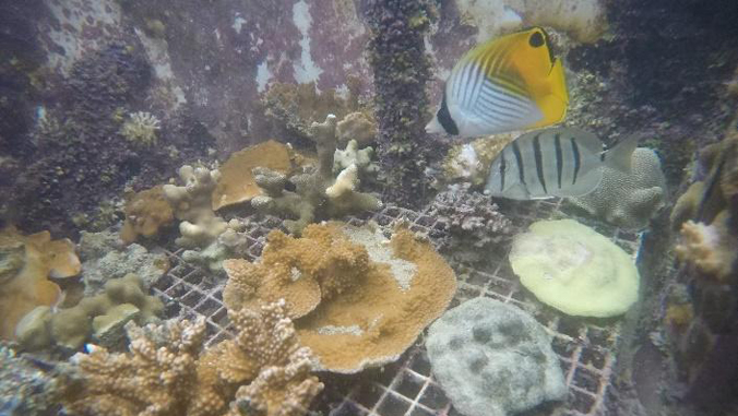 Hawaiian corals