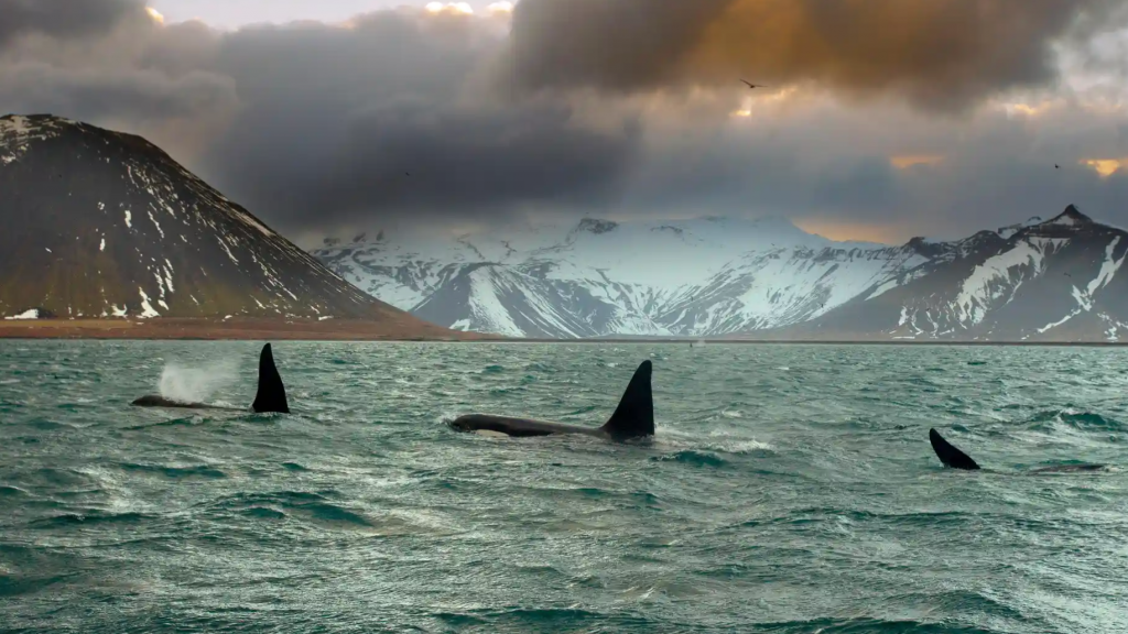 Iceland whaling