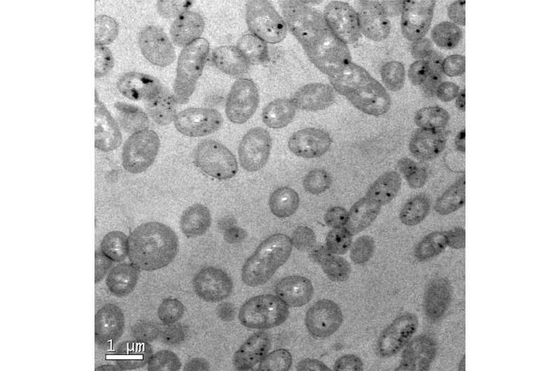 Mercury-degrading bacteria