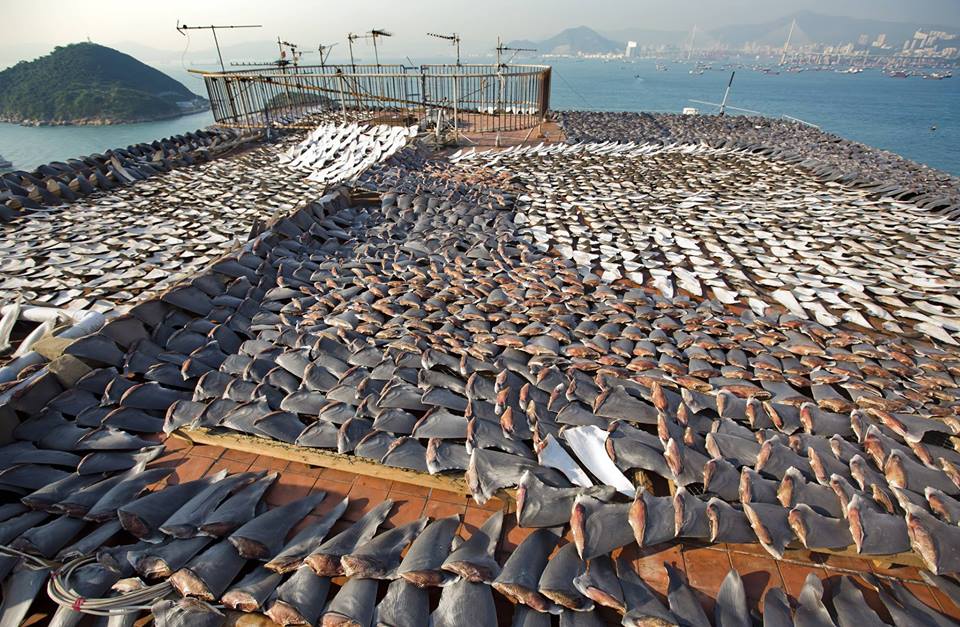 Shark fin trafficking