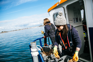 Seagrass restoration