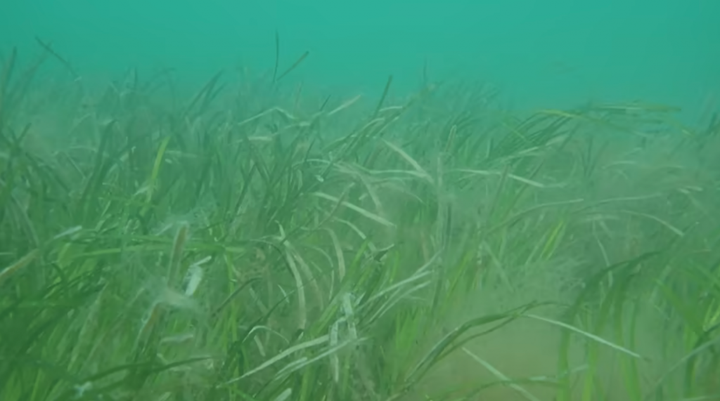 Seagrass meadow