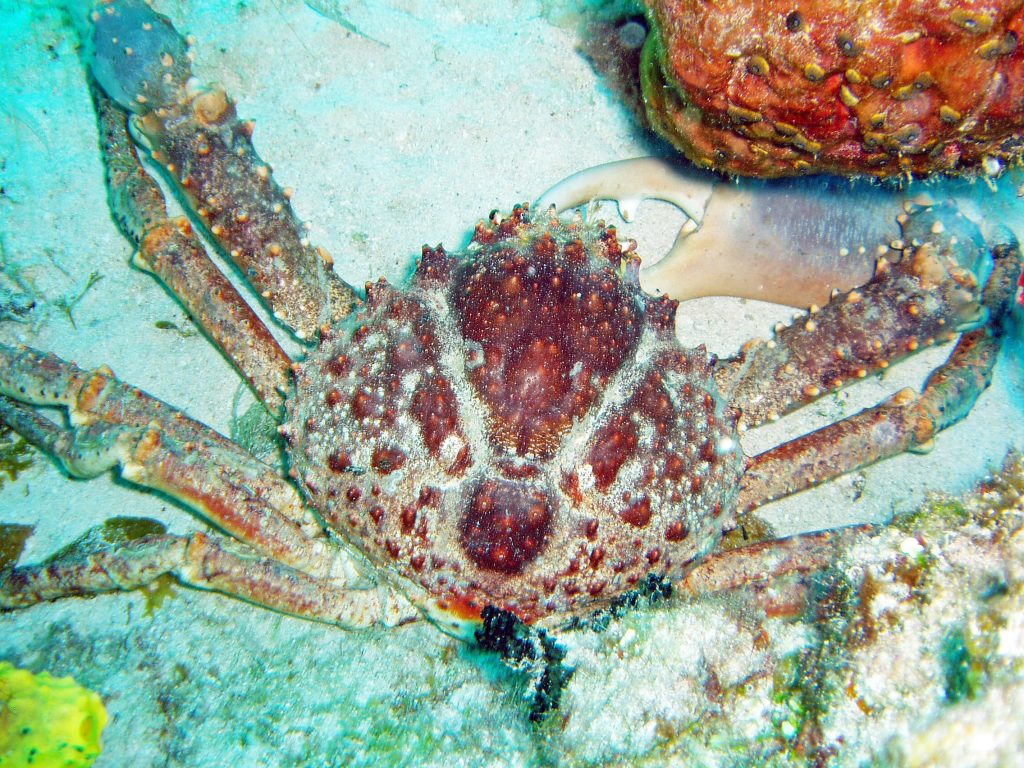 Seaweed-eating crab