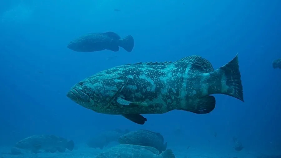 Goliath grouper