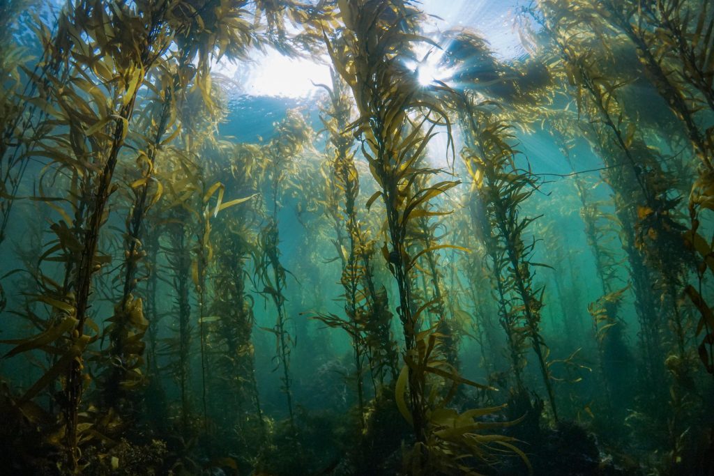 Tasmania giant kelp