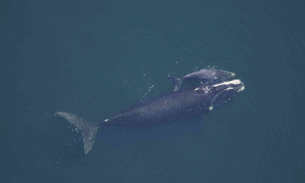 North Atlantic right whale