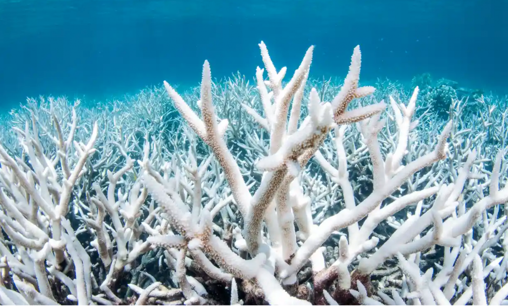 Coral bleaching