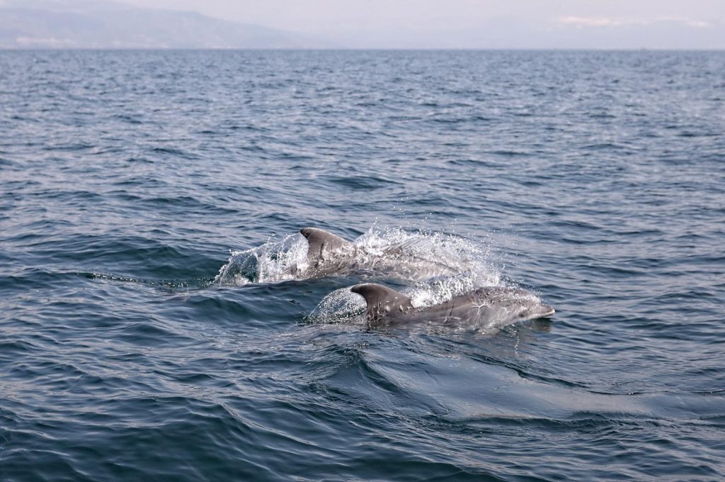 Dolphins