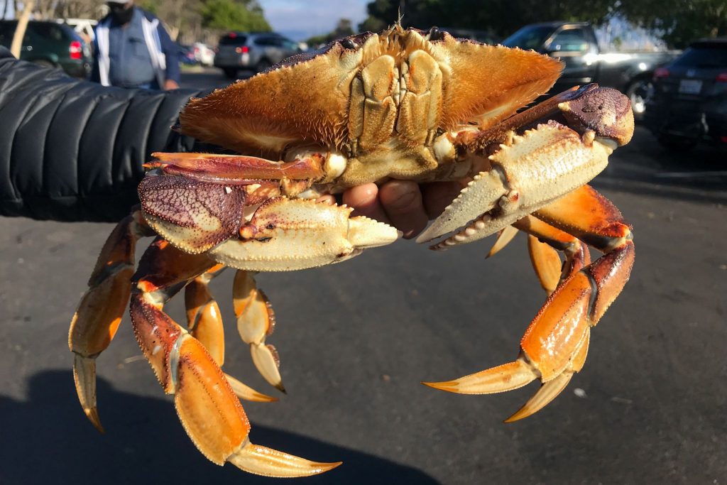 Dungeness crab