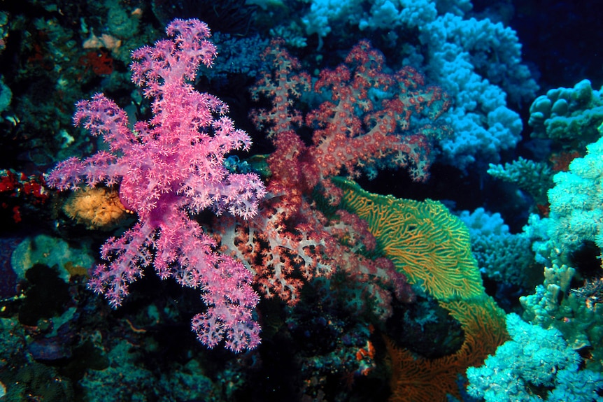 Reefs off Christmas Island