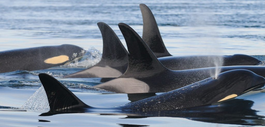 Killer whales