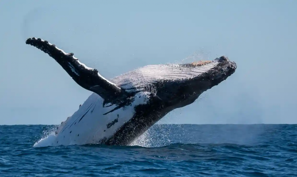 Humpback whale