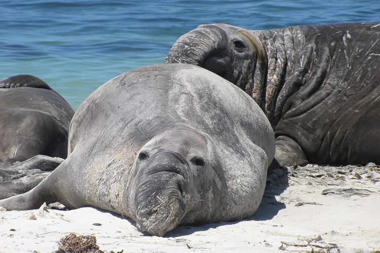 Elephant seals