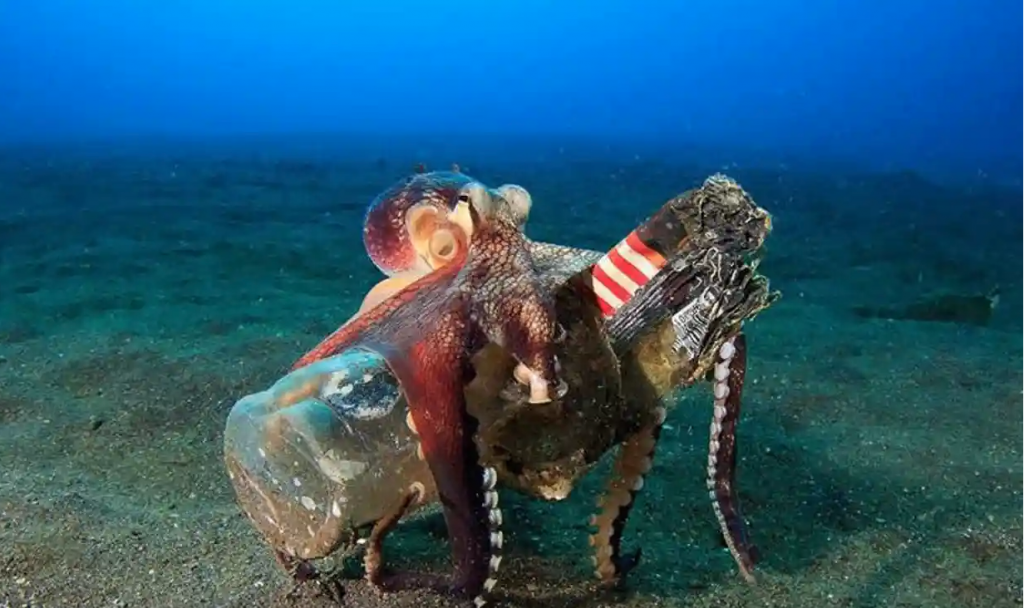 Octopus with trash