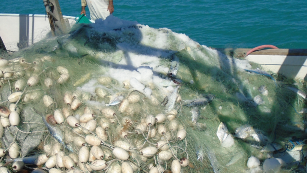 Pompano catch