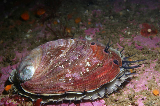 Red abalone