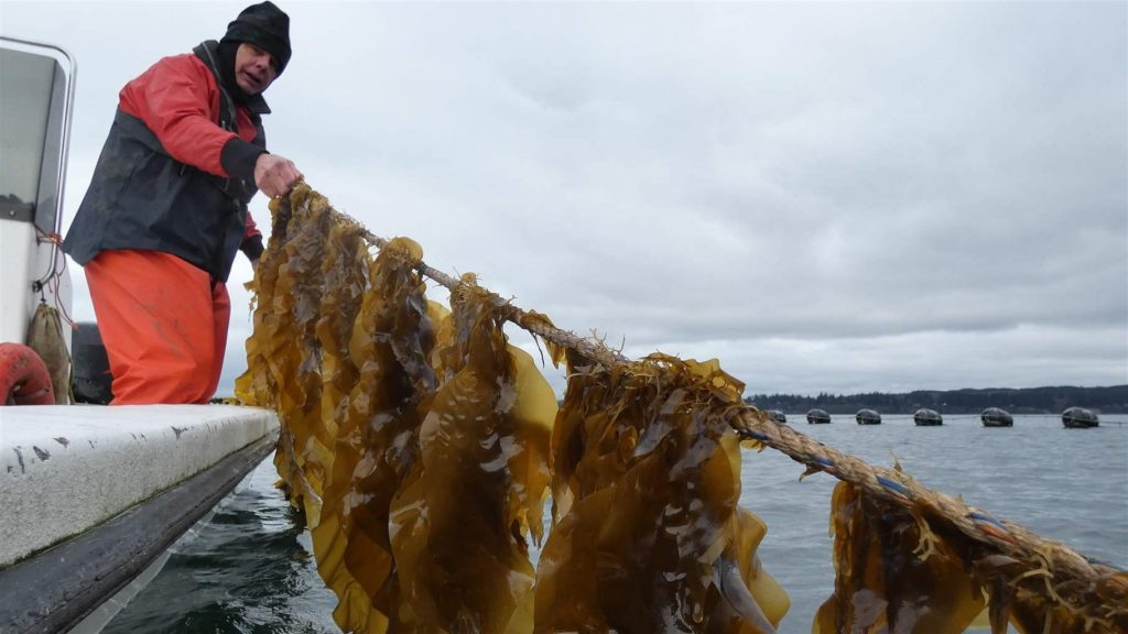 Kelp farming