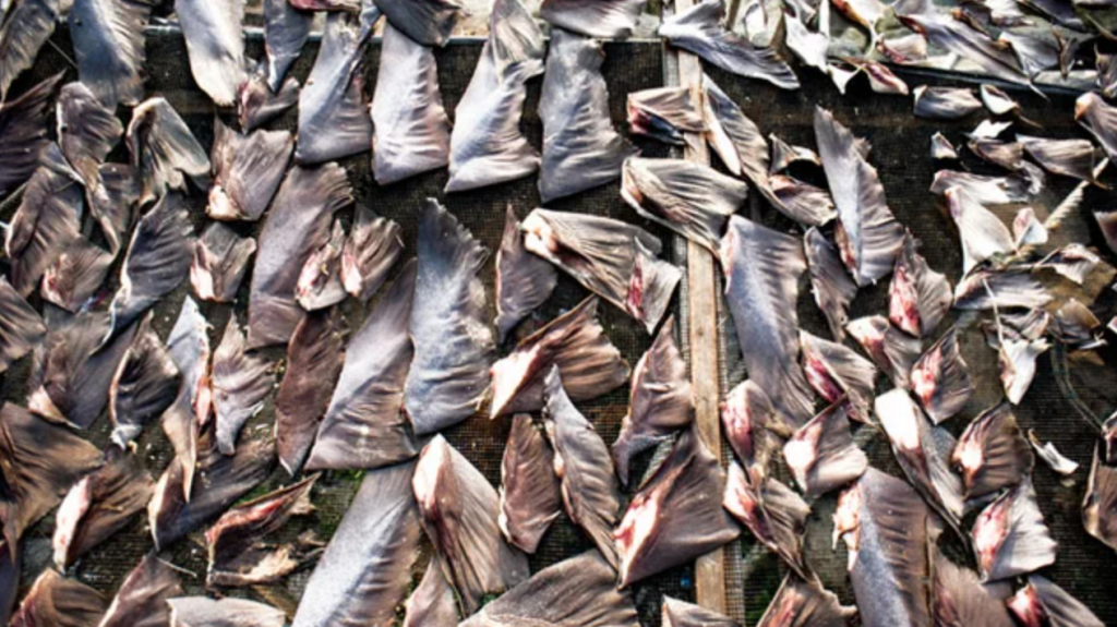 Shark fins