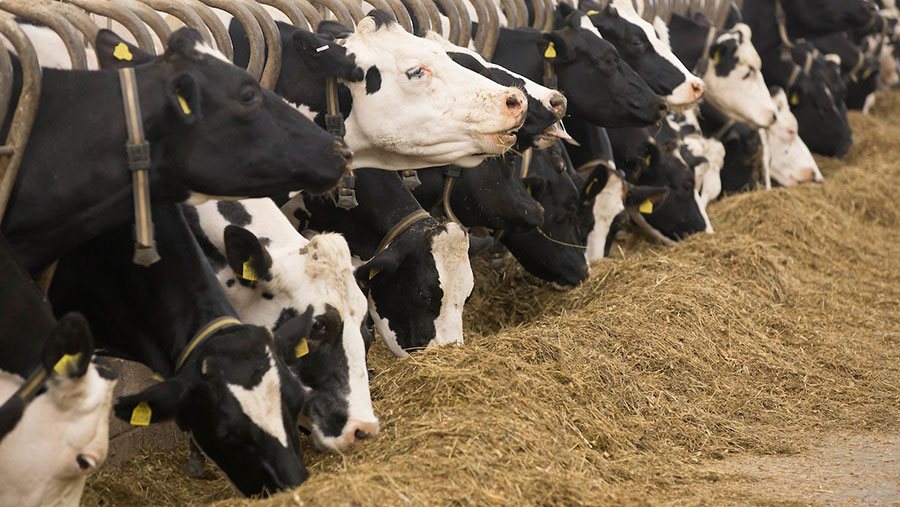 Cows feeding