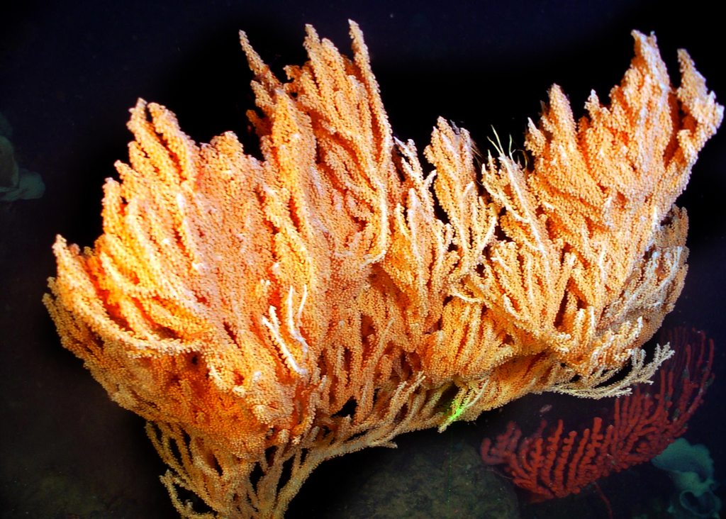 British Columbia corals