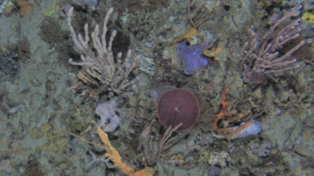 Bleached sea sponges