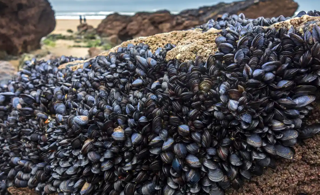 Blue mussels