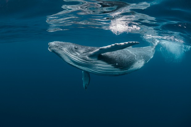 Humpback whale