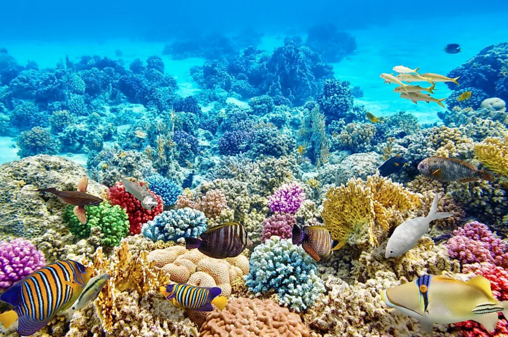 Coral reef