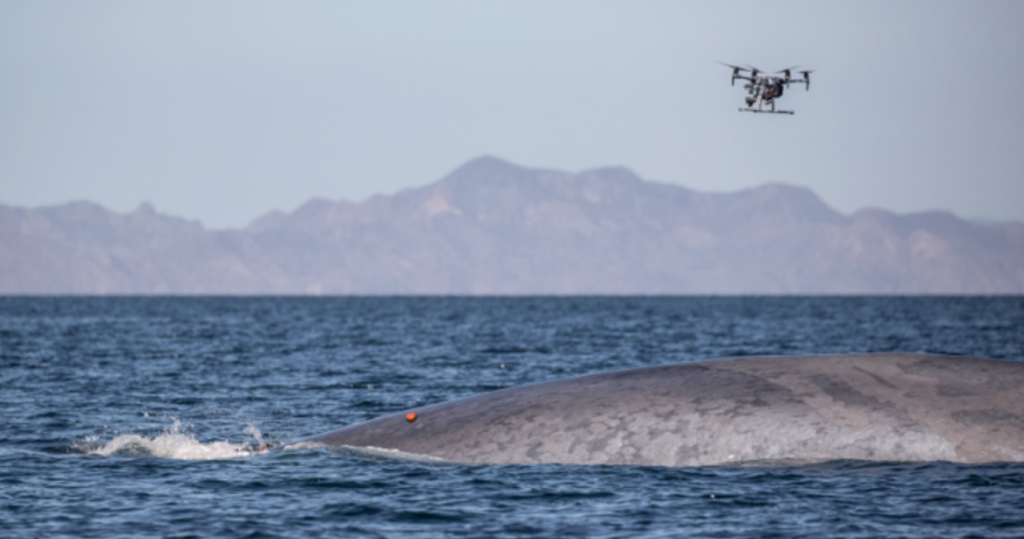 Drone tagging whale