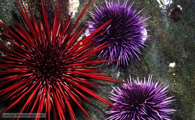 Sea urchins