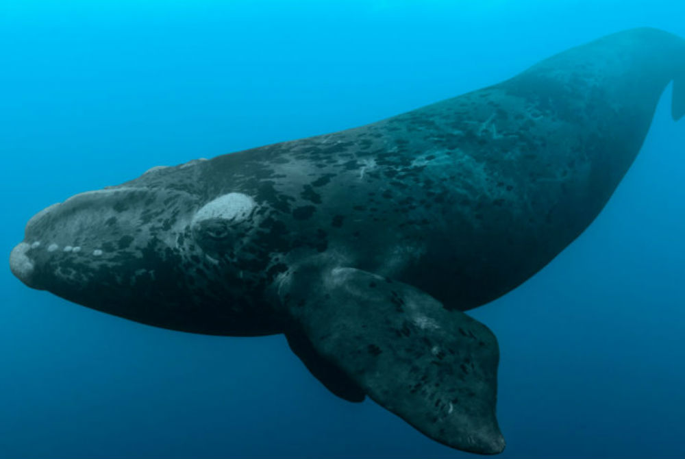 North Atlantic right whale