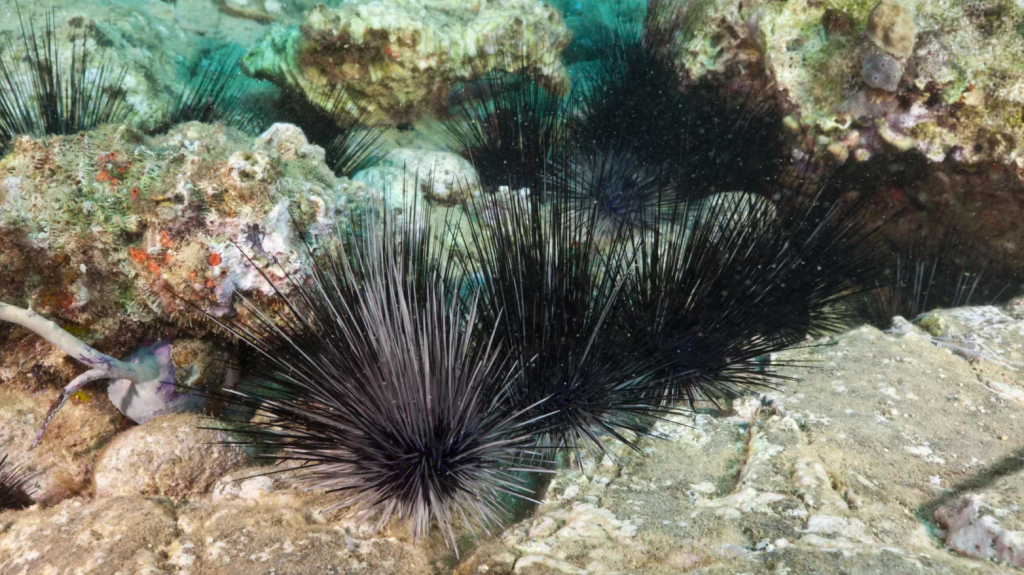 Sea urchin