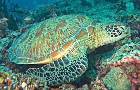 Sea turtle