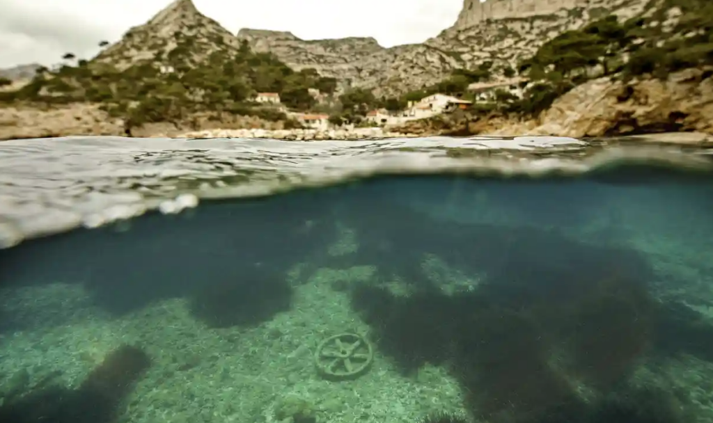 Seagrass meadows