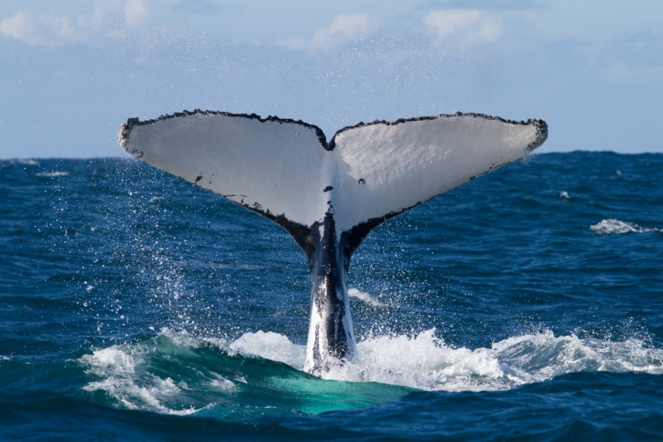 Humpback whale