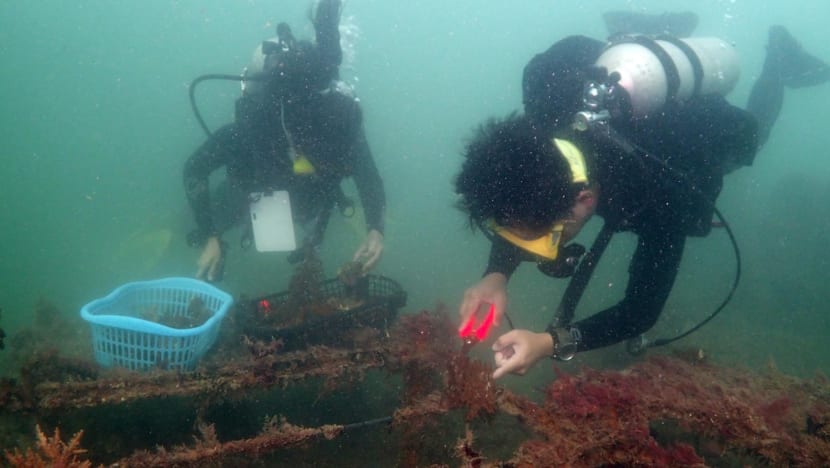 Citizen scientist divers