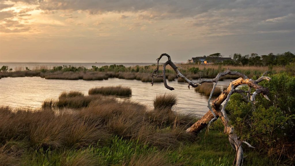 Coastal wetlands