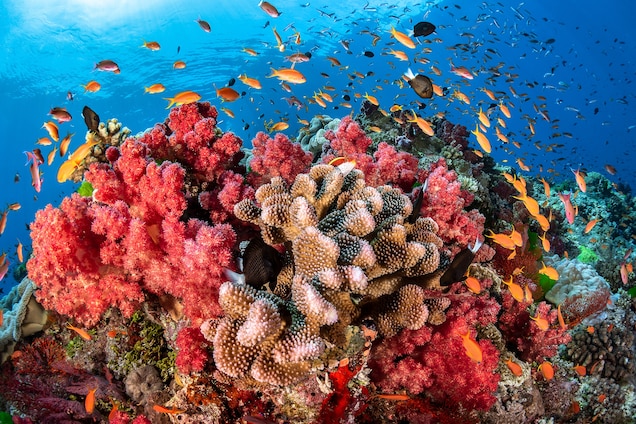 Coral reef