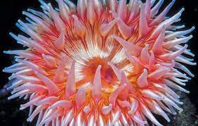 Anemone