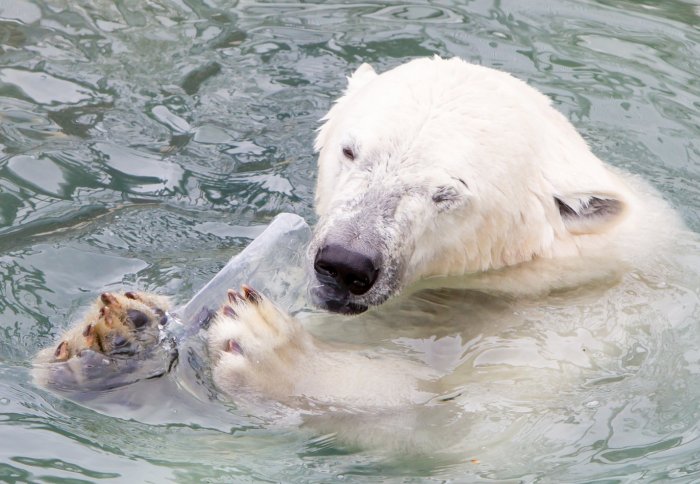 Polar bear with plastic
