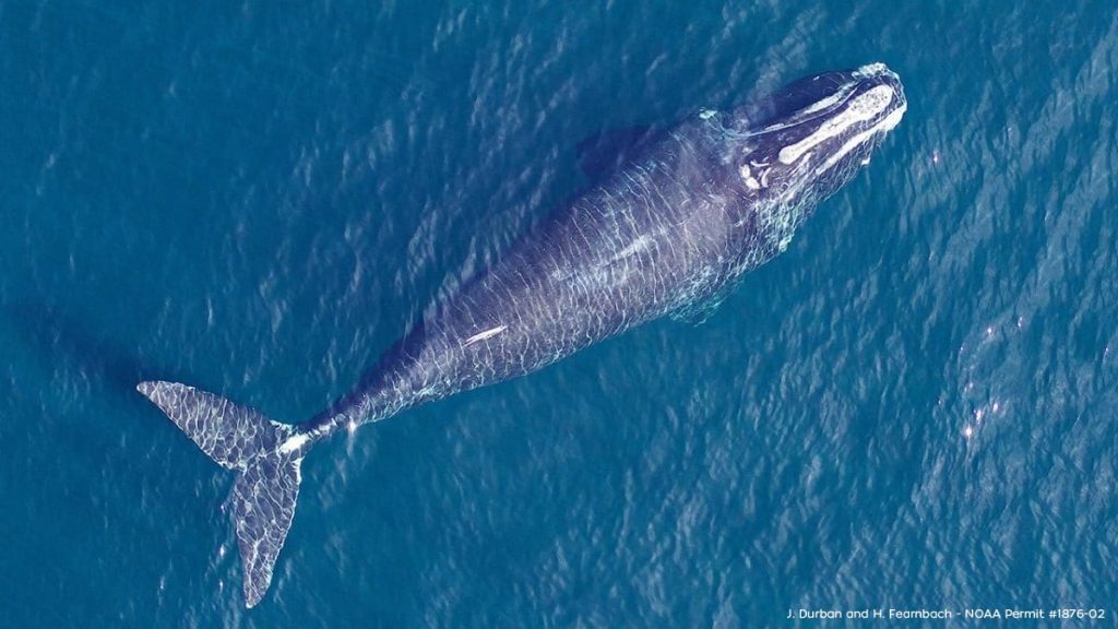 North Atlantic right whale