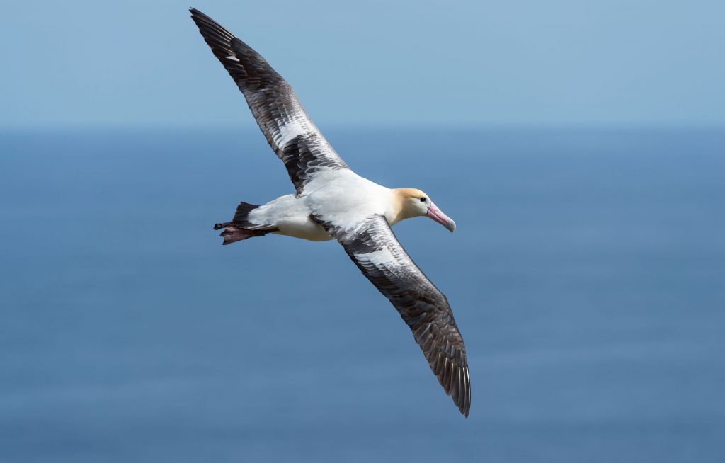 Short-tailed albatross