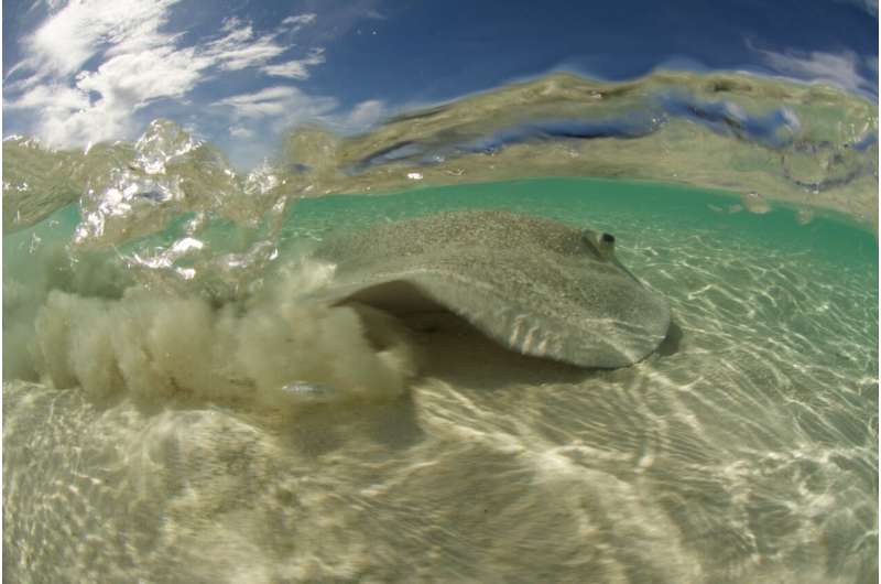 Stingray