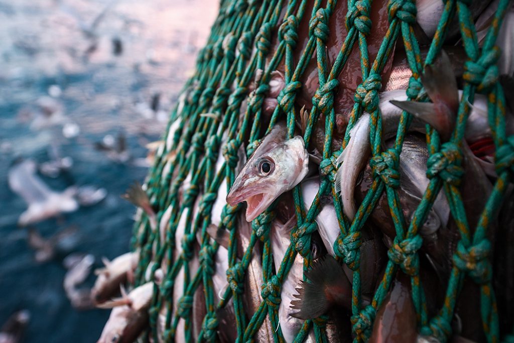 Fishing net