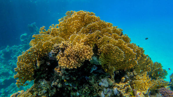 Coral reef