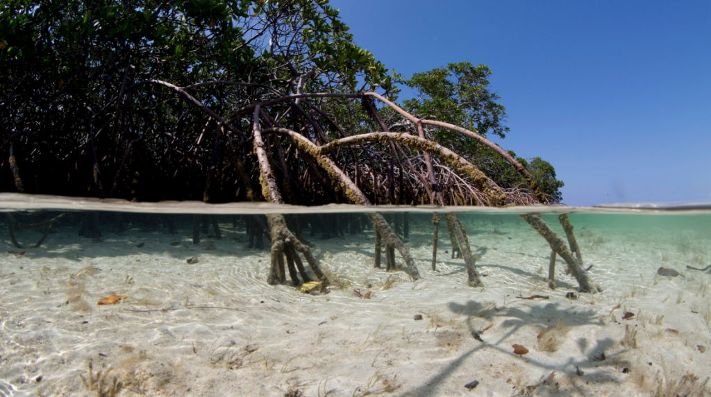 Bahamas mangrove