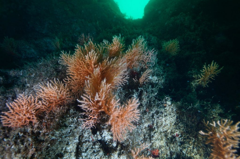 Marmara Sea coral