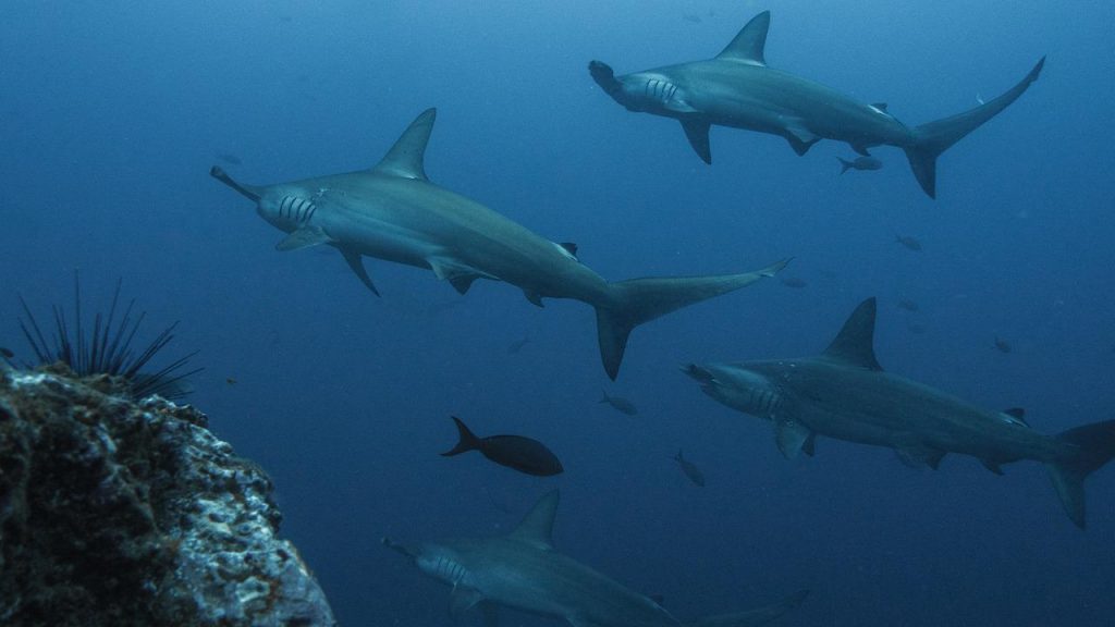 Costa Rican sharks